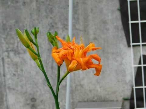 DSCN7003