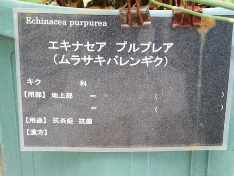 DSCN7009