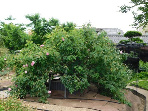 DSCN6803