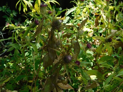 DSCN2766
