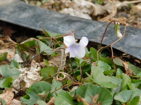DSCN6231