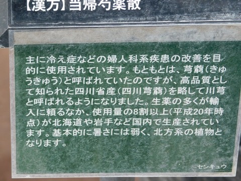 DSCN6339