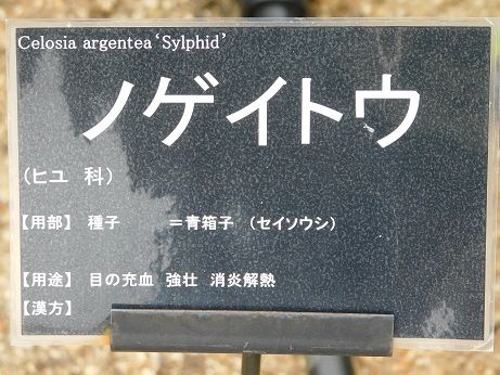 DSCN5418