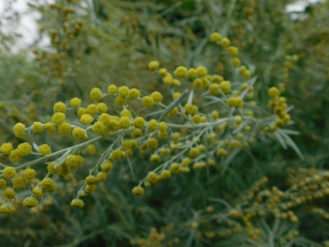 DSCN2086