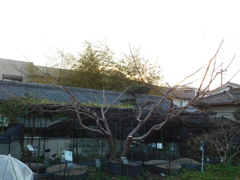 DSCN5962