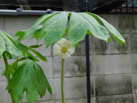 DSCN6523