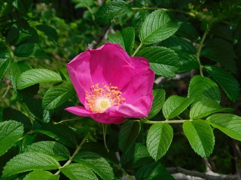DSCN6595