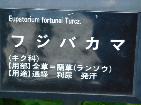 DSCN3216