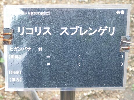 DSCN8329