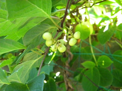 DSCN9459