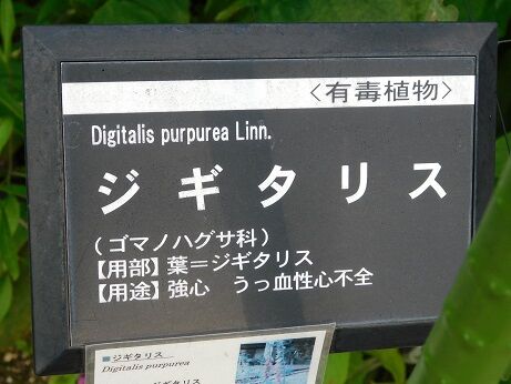 DSCN9454