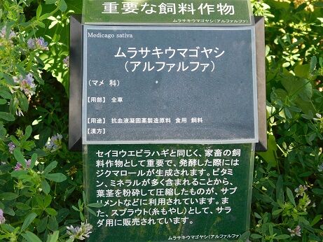 DSCN8035