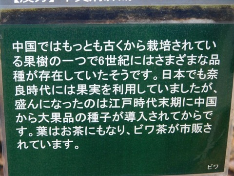 DSCN3373