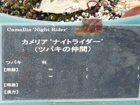DSCN3382
