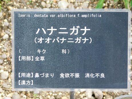 DSCN7252