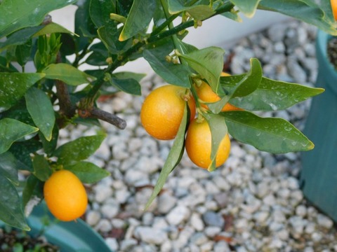 DSCN6712