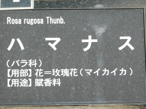 DSCN5338