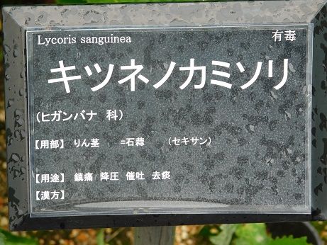 DSCN5680