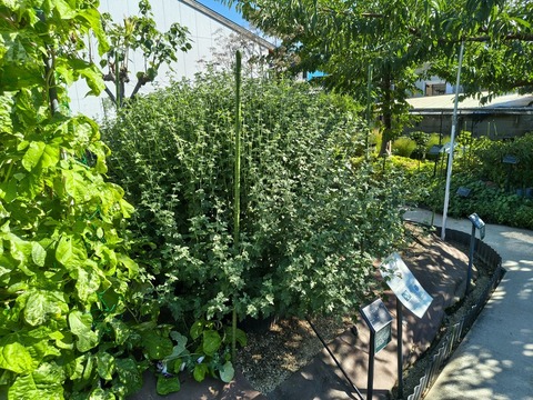 IMG_20261003_142142416_HDR