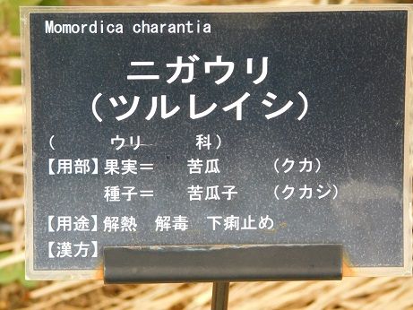DSCN5447