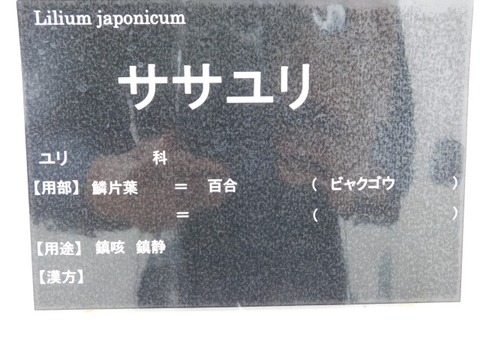 DSCN6726
