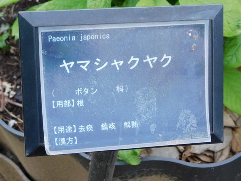 DSCN3862