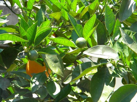 DSCN9436