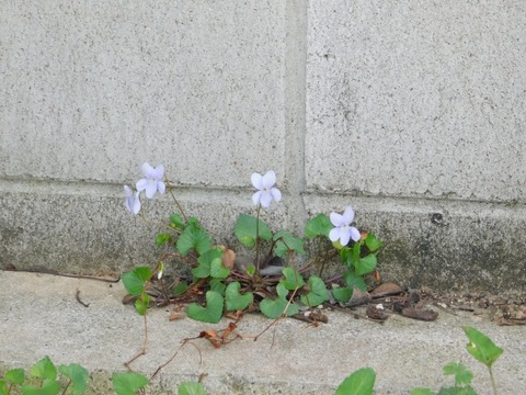 DSCN3724