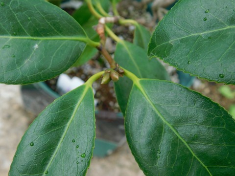 DSCN4344