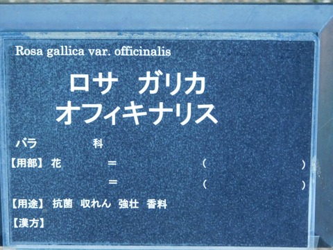 DSCN6684