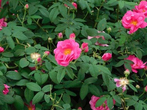 DSCN6738