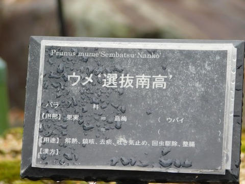 DSCN6092