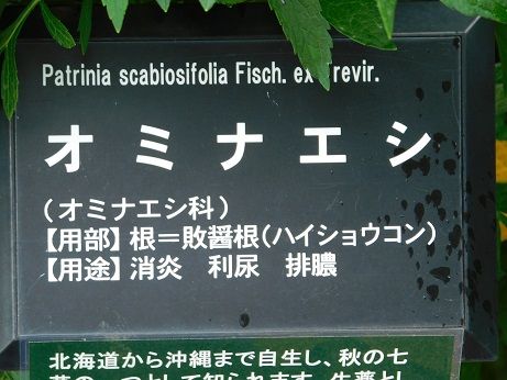DSCN5681