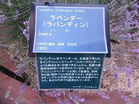 ラベンダーが満開となりました 近畿大学 薬用植物園のブログ ラベンダーが満開となりました 近畿大学 薬用植物園のブログ