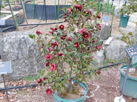 DSCN3608