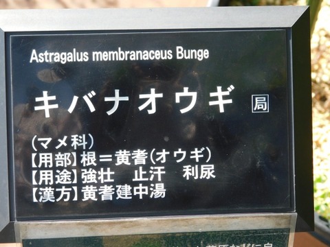 DSCN7445
