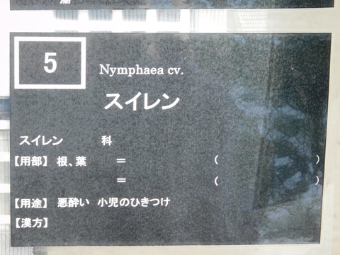 DSCN4493