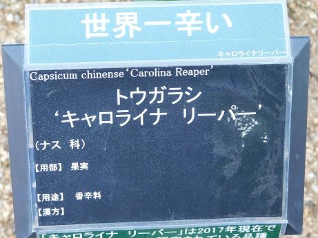 DSCN5845