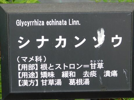 DSCN7915