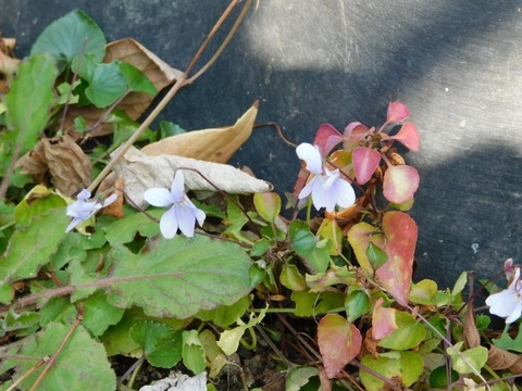 DSCN3327
