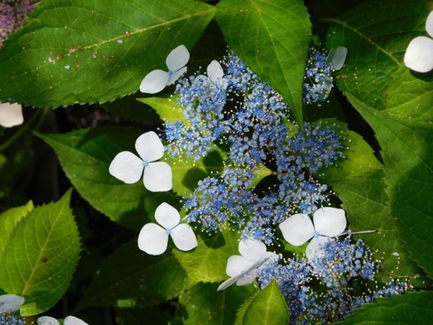DSCN4190