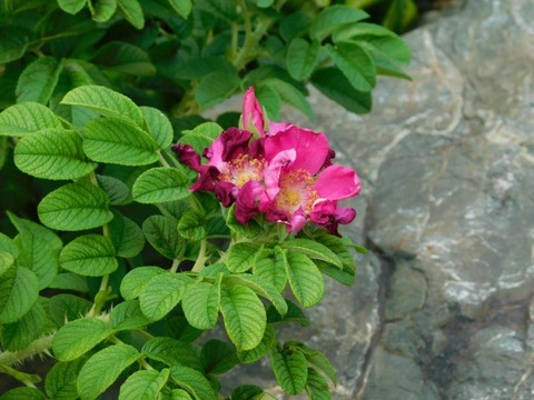 DSCN7352