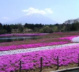 01富士芝桜まつり会場より