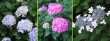 25長谷寺_紫陽花