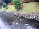 16堀と鯉