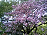 24本丸の桜