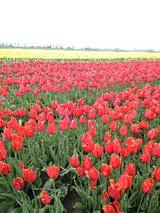 tulip