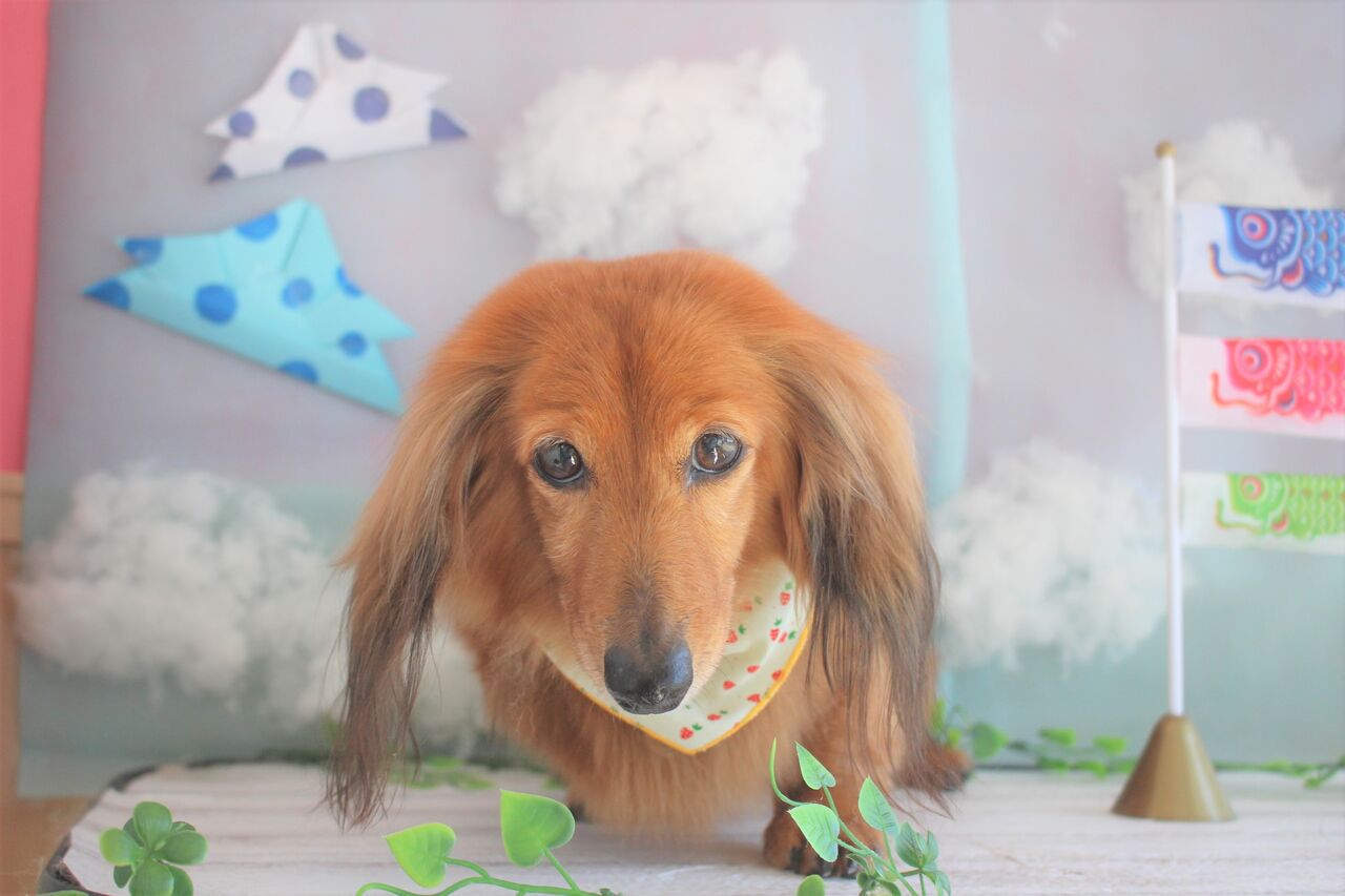 ラムちゃん ミニチュアダックスフンド ペットサロンきらり大和店