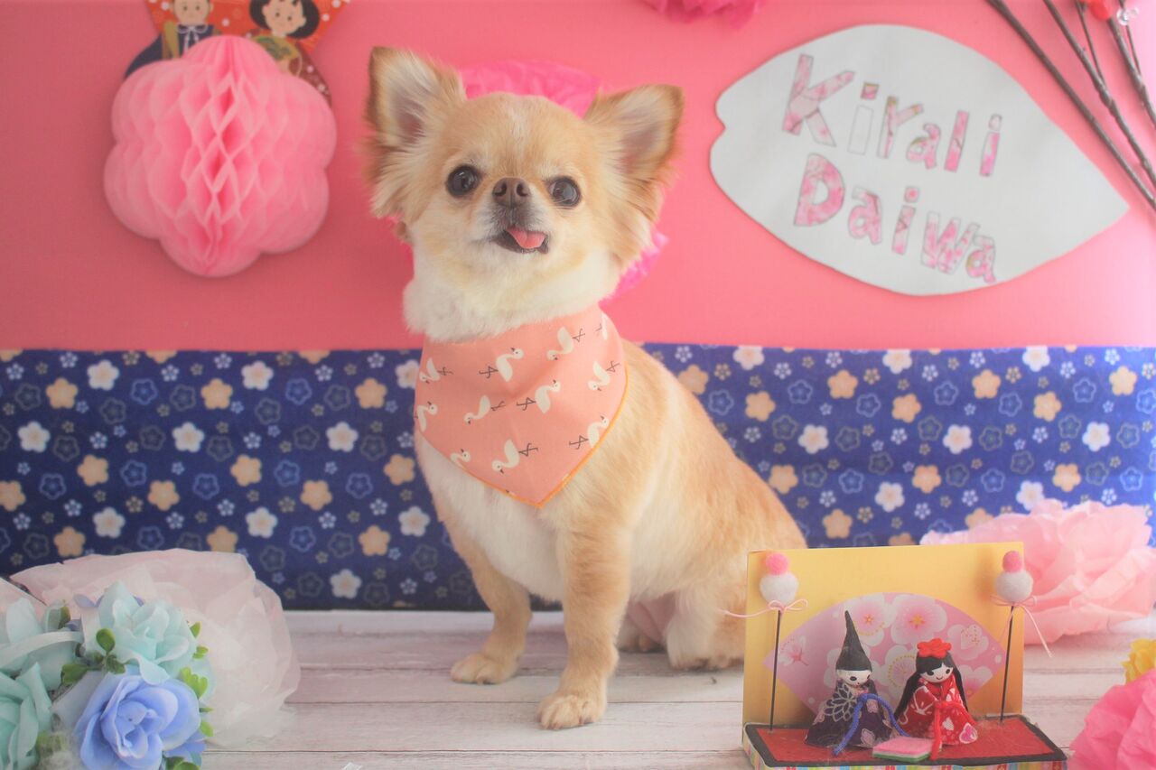 ペコちゃん チワワ ペットサロンきらり大和店