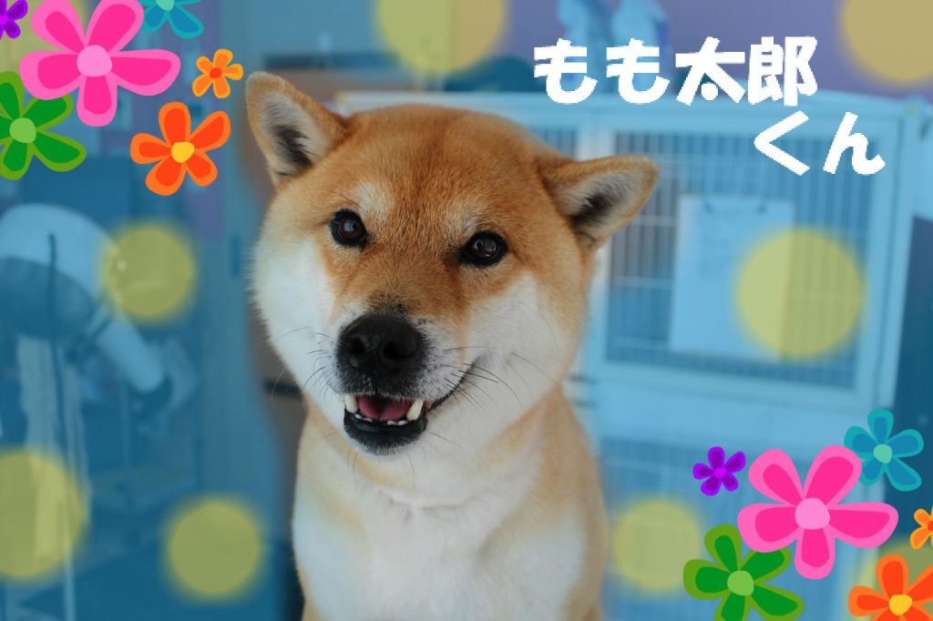 もも太郎くん 柴犬 マリちゃん Mダックス ペットサロンきらり大和店